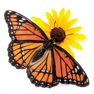 Butterfly Guide Adventure Publications eBook 398p-0