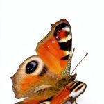 Collins Butterflies Guide Kindle Edition – 192‑Page Scientific eBook-0