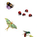Butterfly Guide by Batsford Kindle eBook with Enhanced Typesetting-0