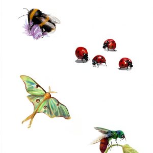 Butterfly Guide by Batsford Kindle eBook with Enhanced Typesetting-0