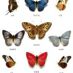 Butterfly Biology Kindle eBook by Vintage 449 Page Illustrated Guide-0