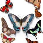 Butterfly Biology Kindle Book Amazon Enhanced Typeset 605 Page Guide-0