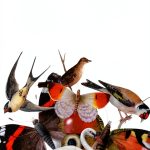 Butterfly Field Guide Kindle Edition 301 Pages Biological Science Book-0