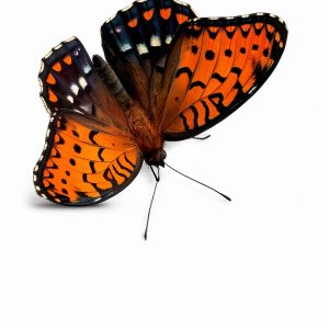 Butterflies of North America eBook by Indiana University Press-0