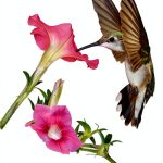 Trusted Media Brands Butterfly Biology Kindle eBook 534‑Page Guide-0