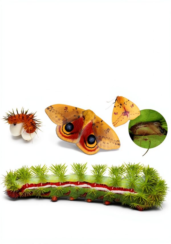 Butterfly Identification Guide for Grades 4-7 by Storey Publishing-0