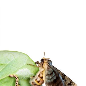 Butterfly Biology Kindle Book by Page Publishing – 119 Page Guide-0