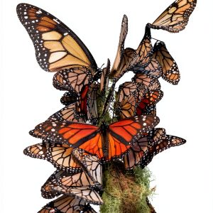 Butterfly Guide eBook University of Oklahoma Press Screen Reader-0